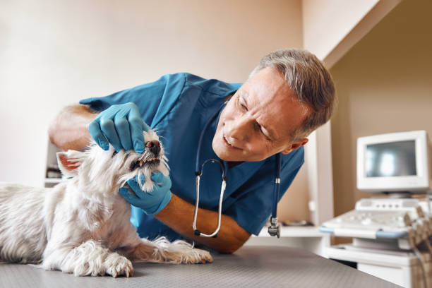 Best Emergency Tooth Extraction in Maynardville, TN